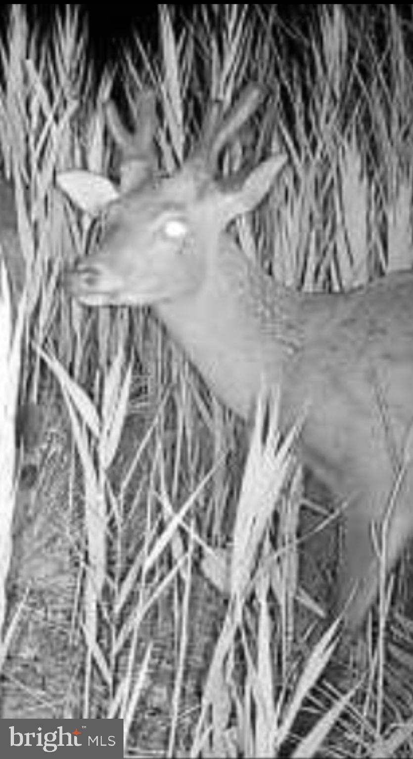 2726 Toddville Road Toddville, MD 21672 - Photo 14 of 14 a view of entryway