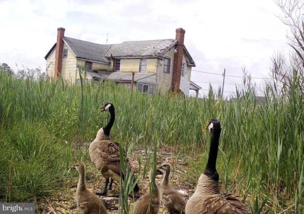 2726 Toddville Road Toddville, MD 21672 - Photo 4 of 14 a backyard of a house with table and chairs