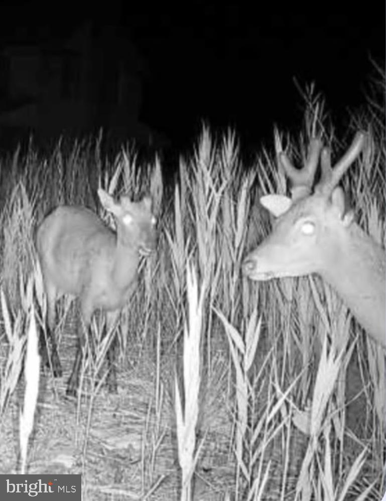 2726 Toddville Road Toddville, MD 21672 - Photo 6 of 14 a close view of water heater with wooden floor