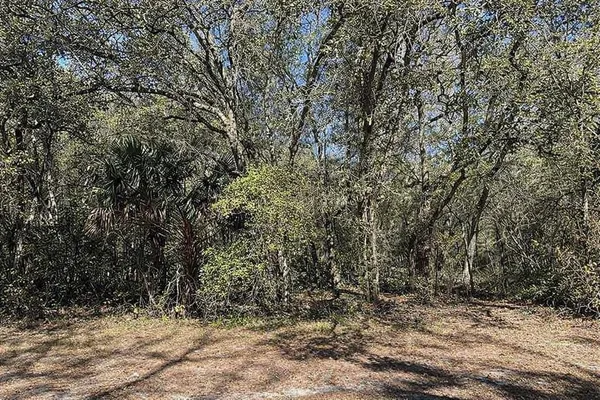 a view of a yard with large trees