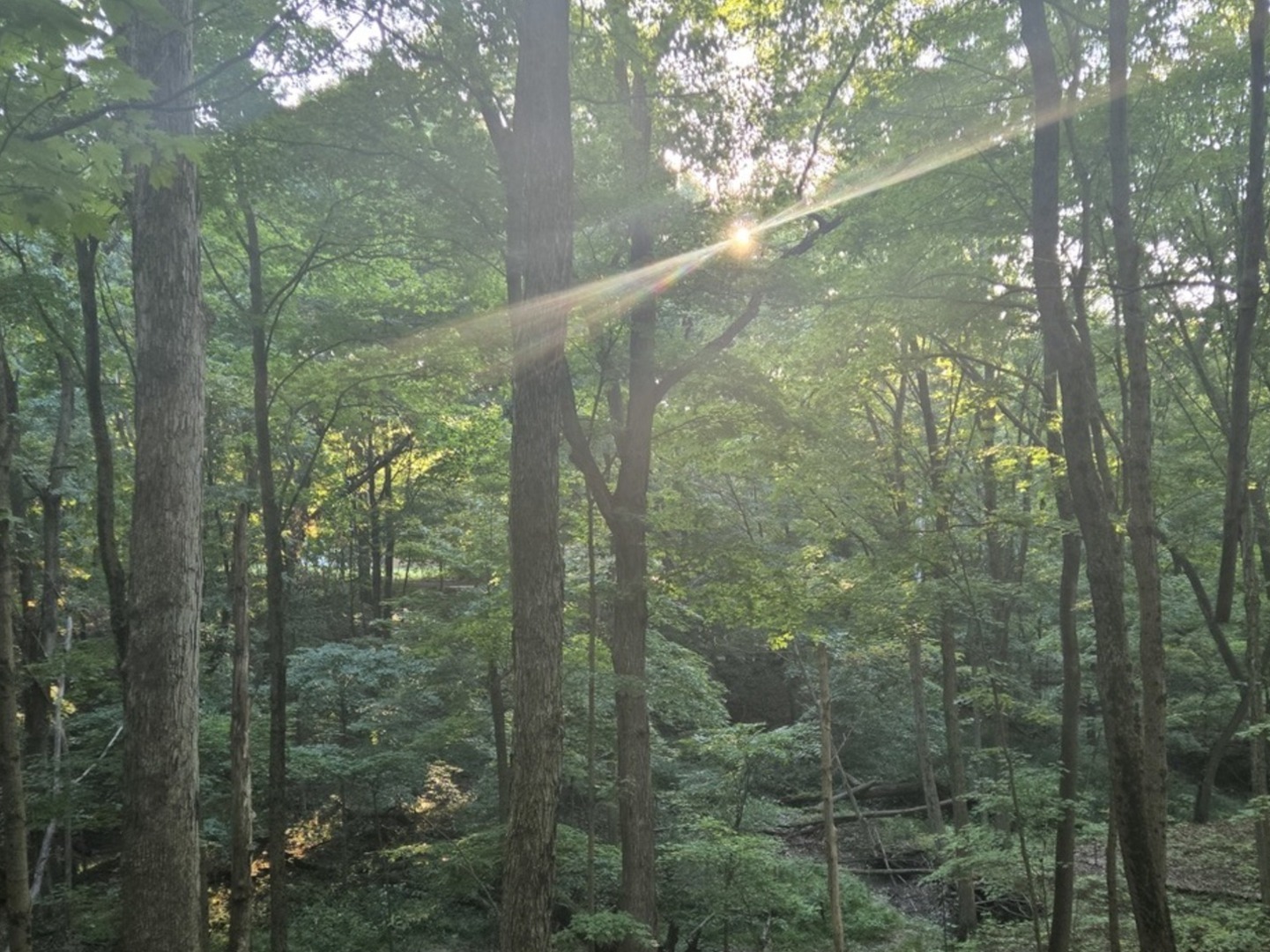 48 Woodland Glen Park Forest, IL 60466 - Photo 16 of 16