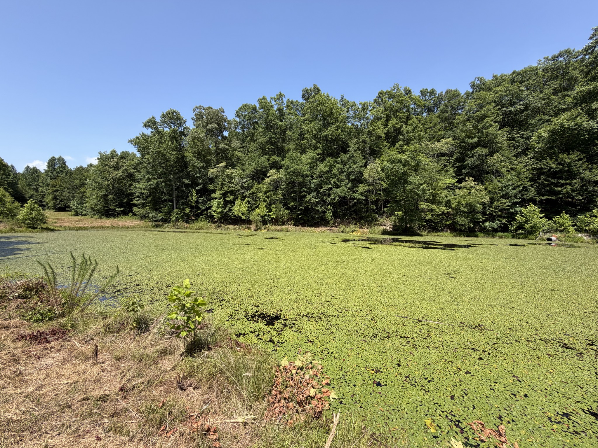 215 Bar Bee Road Hohenwald, TN 38462 - Photo 3 of 51