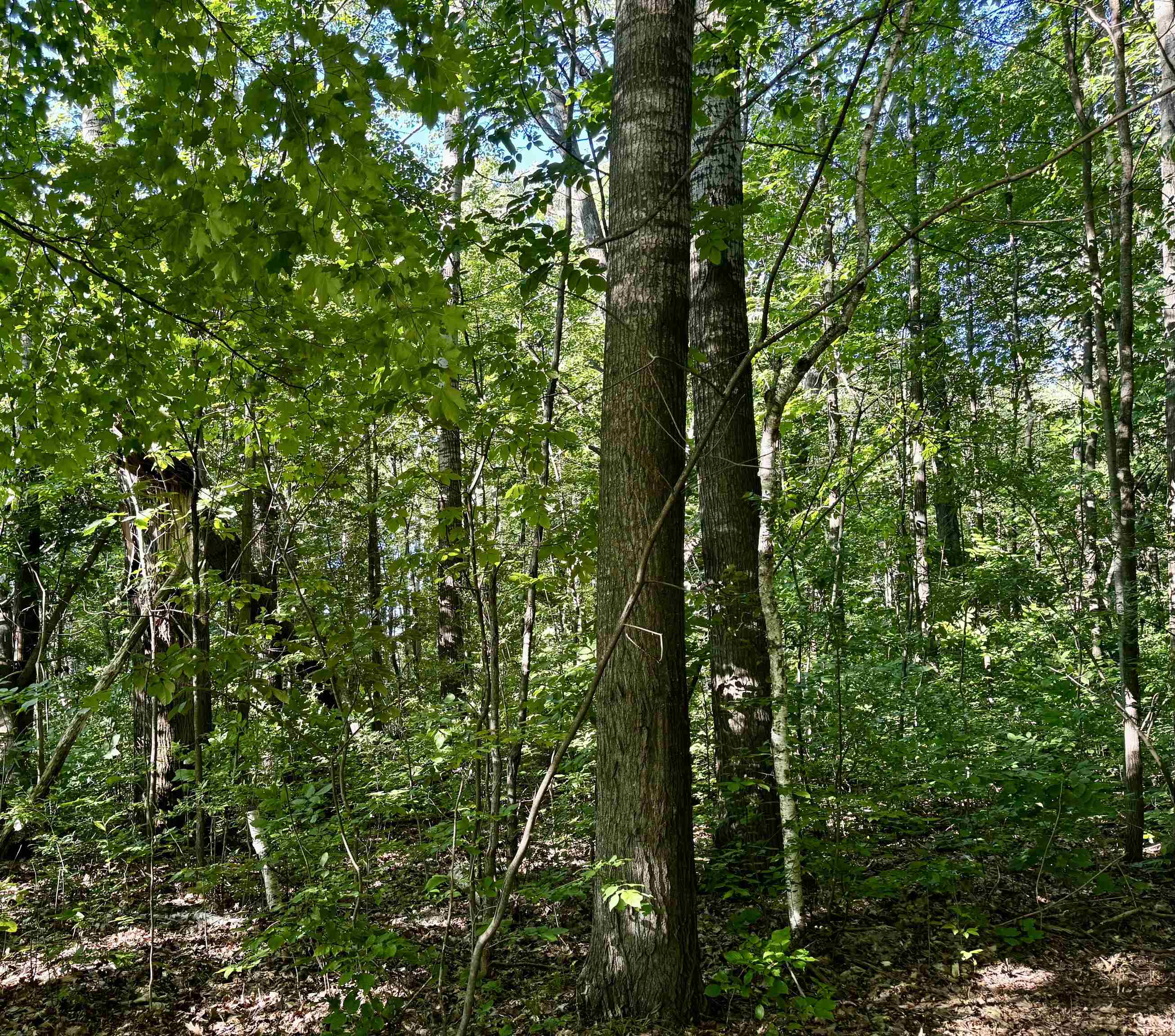 Tbd South Old State Road Harrison, MI 48625 - Photo 5 of 6