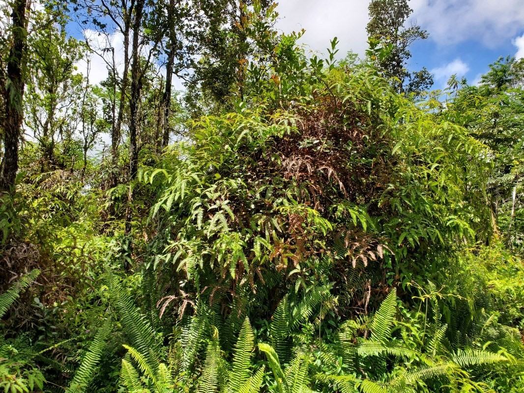116 Pakalana Road Pahoa, HI 96778 - Photo 4 of 7 Gallery Image 4