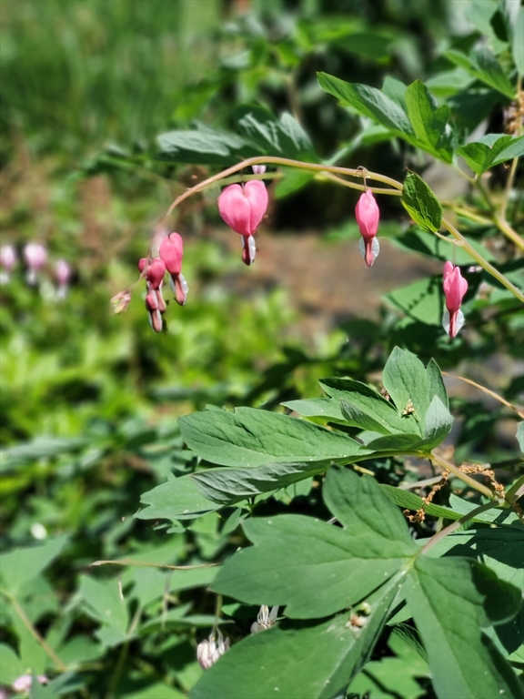 6 Montclair Circle Billerica, MA 01821 - Photo 40 of 42 a view of a flower