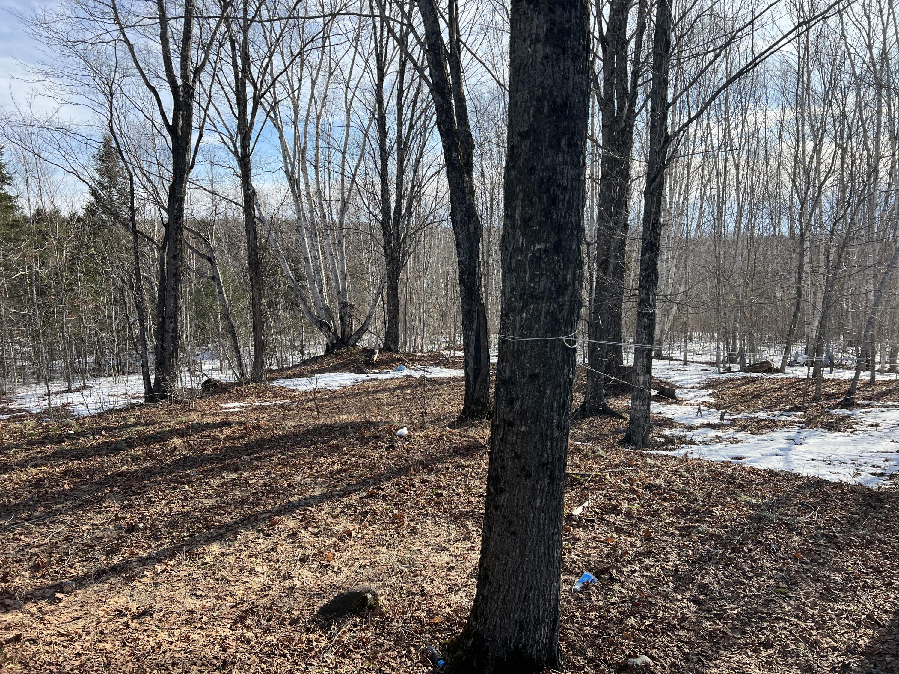 200 Clark Road Patten, ME 04765 - Photo 11 of 47 woods behind house
