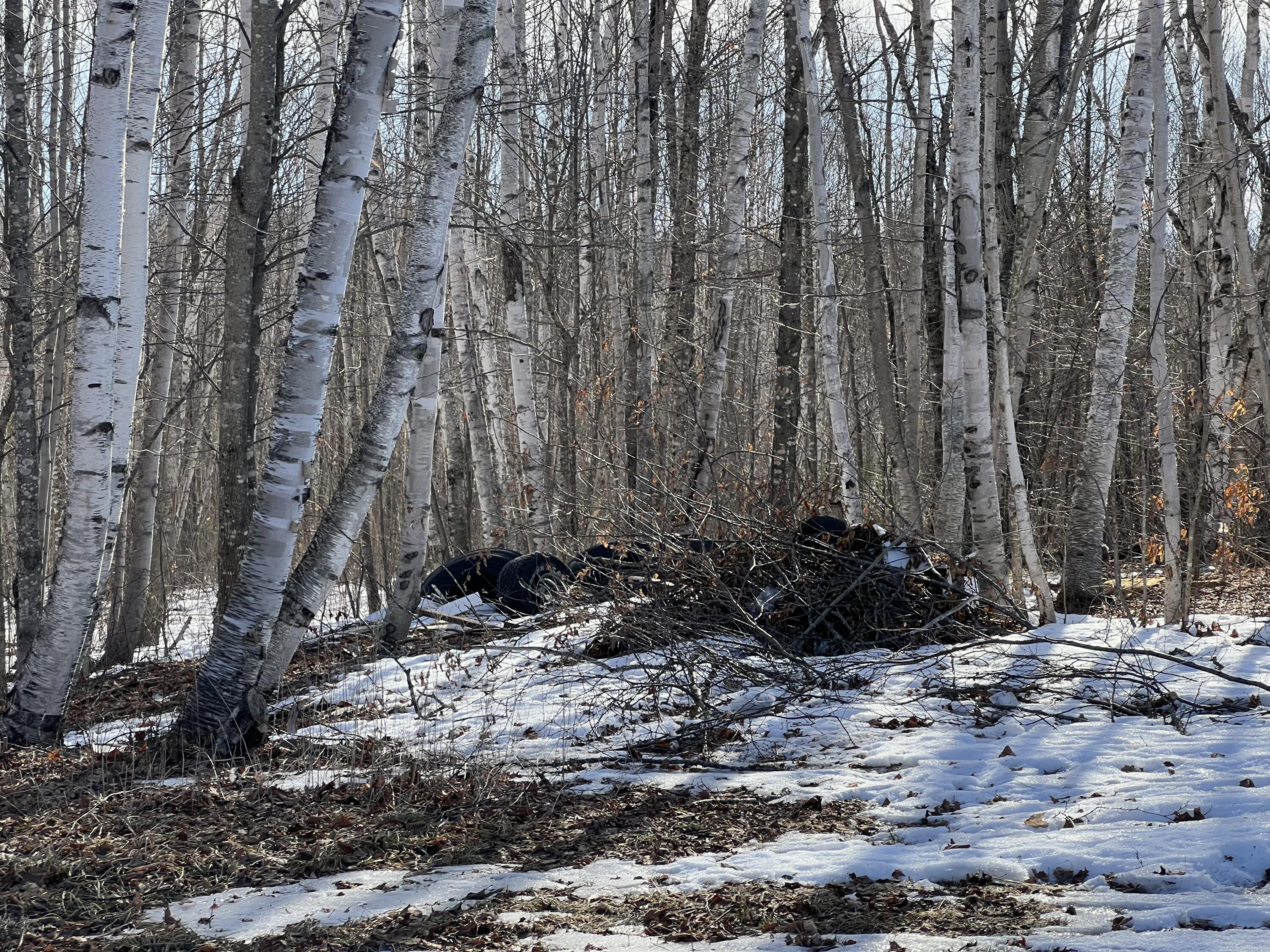 200 Clark Road Patten, ME 04765 - Photo 12 of 47 woods2