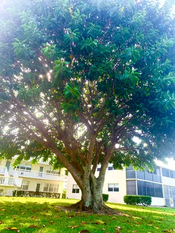 a front view of a house with a yard and trees