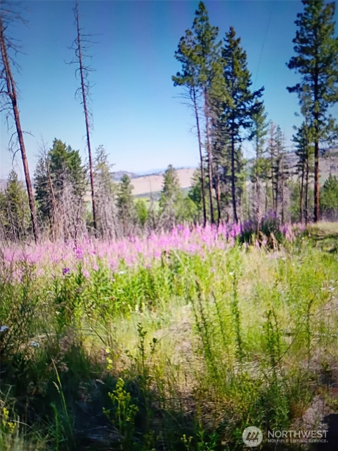 a view of a garden with flowers