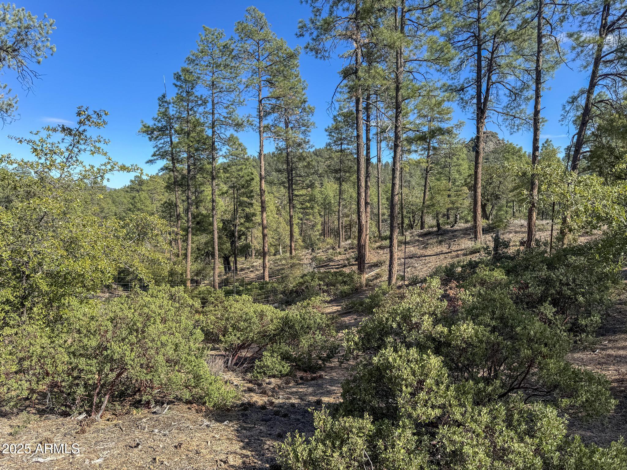 3103 South Monument Peak, Unit 168 Payson, AZ 85541 - Photo 11 of 13 a view of a forest with a tree