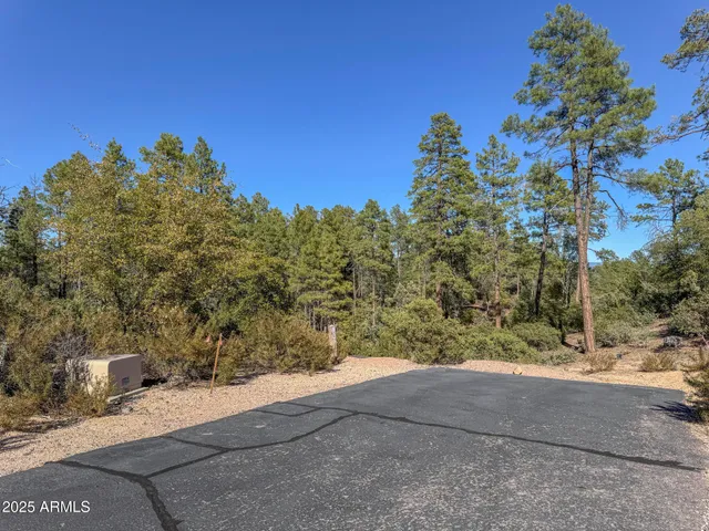 a view of a forest with a tree