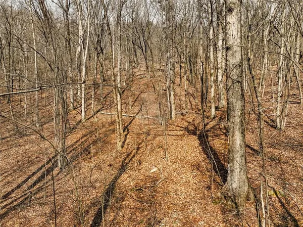 a view of a dry yard with trees
