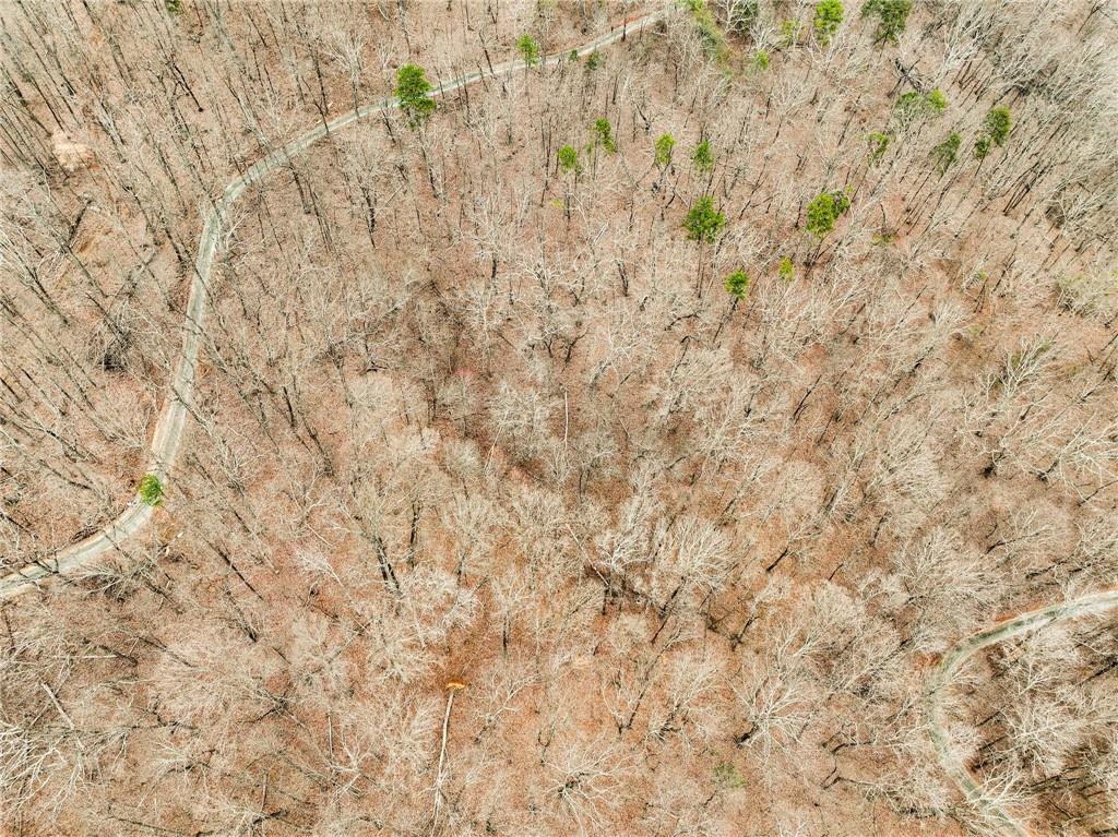 Lot 6 Mount Mincie Road Murrayville, GA 30564 - Photo 5 of 16 a close up of a plant