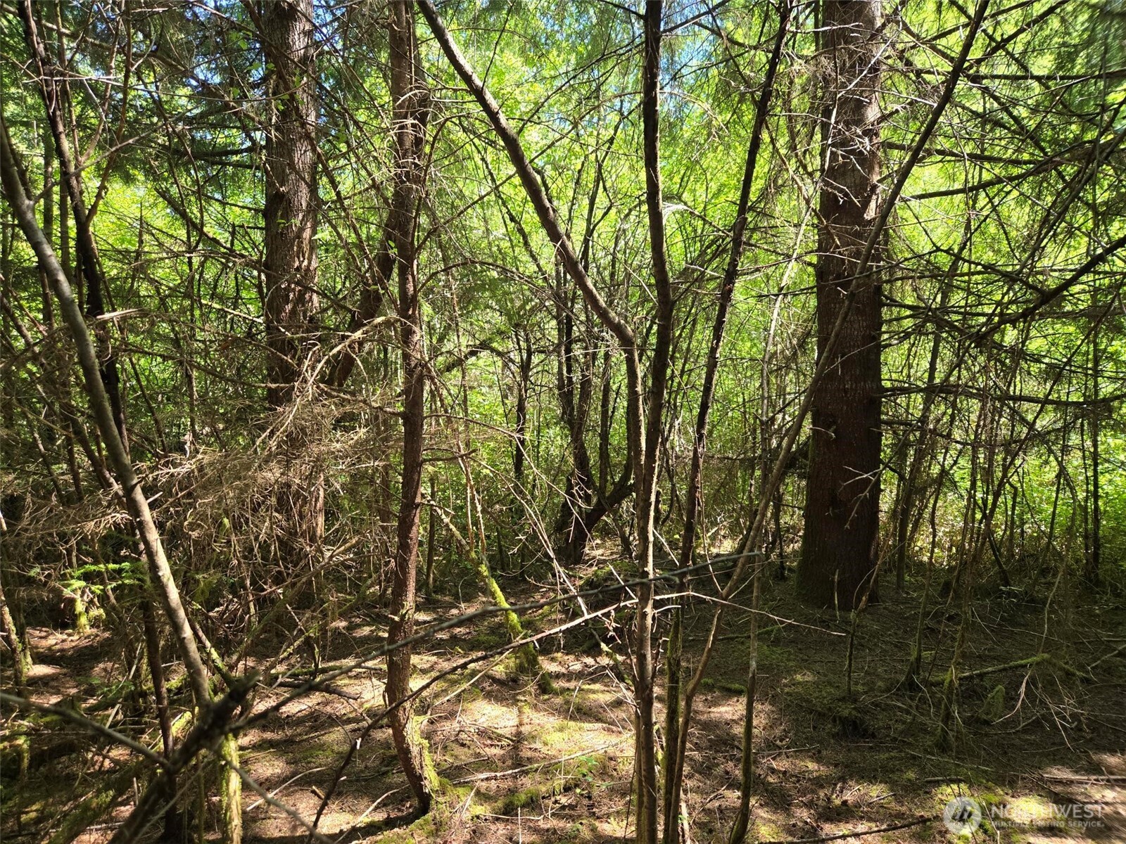 256 Walker Road Hoquiam, WA 98550 - Photo 11 of 12 a backyard of a house with lots of trees