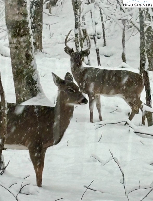 304 St Andrews Road Beech Mountain, NC 28604 - Photo 11 of 33 a view of entryway