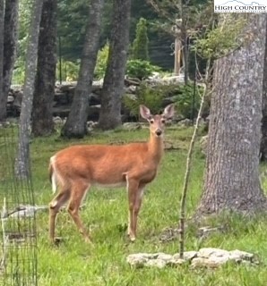 304 St Andrews Road Beech Mountain, NC 28604 - Photo 7 of 33 a view of an outdoor space and street view