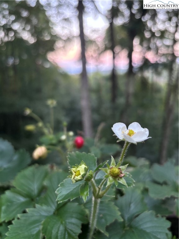 304 St Andrews Road Beech Mountain, NC 28604 - Photo 8 of 33 a close up of a white flower in a garden