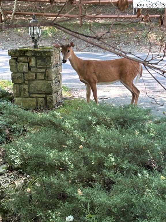 304 St Andrews Road Beech Mountain, NC 28604 - Photo 10 of 33 a view of a backyard with plants area