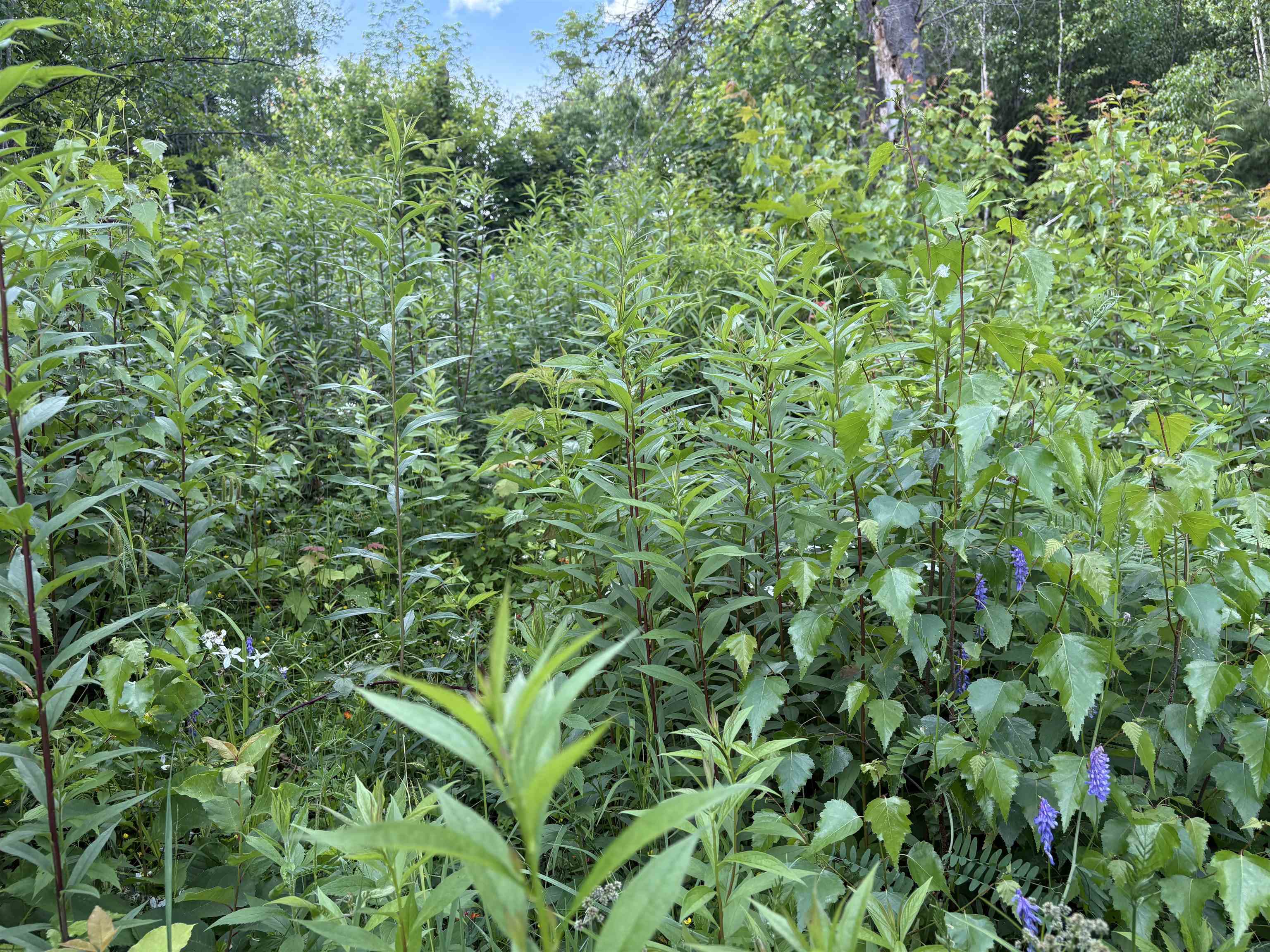 208 Drake Pl Road Sheffield, VT 05866 - Photo 6 of 43