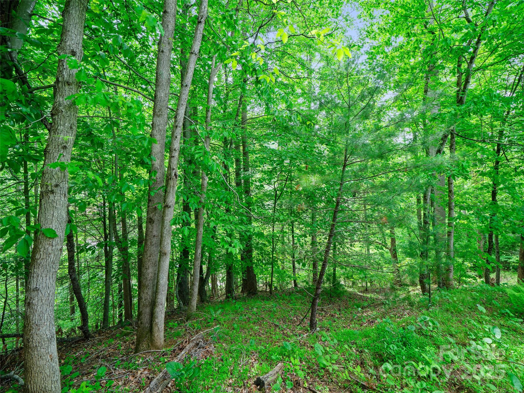 289 Bailey Settlement Road Green Mountain, NC 28740 - Photo 19 of 21 a view of a lush green forest