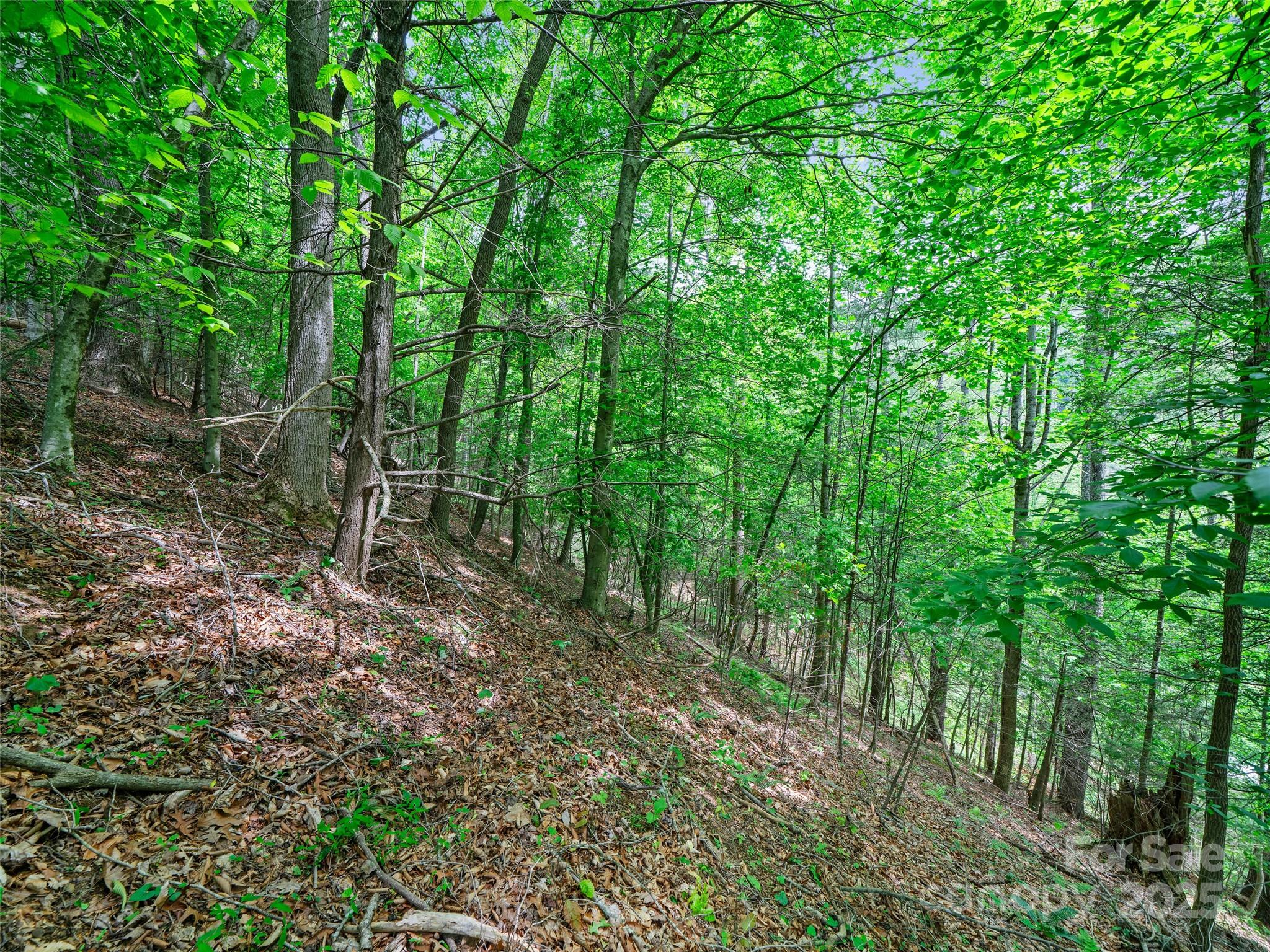 289 Bailey Settlement Road Green Mountain, NC 28740 - Photo 20 of 21 a view of forest