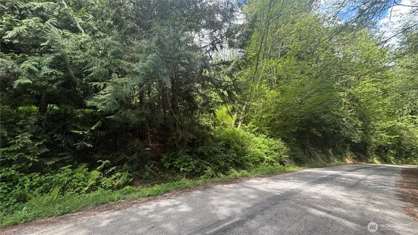 a view of a forest with trees