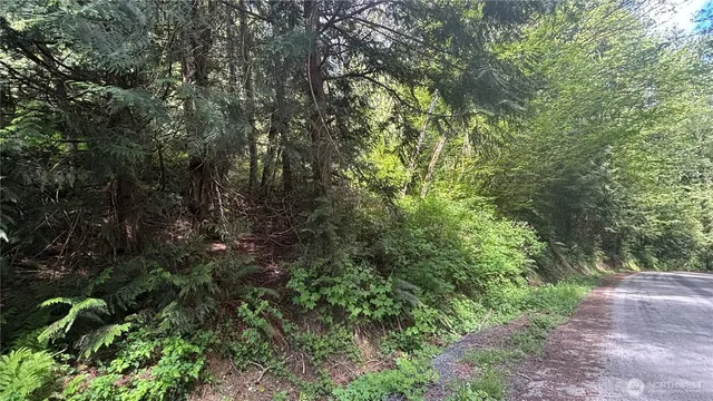 a view of a lush green forest