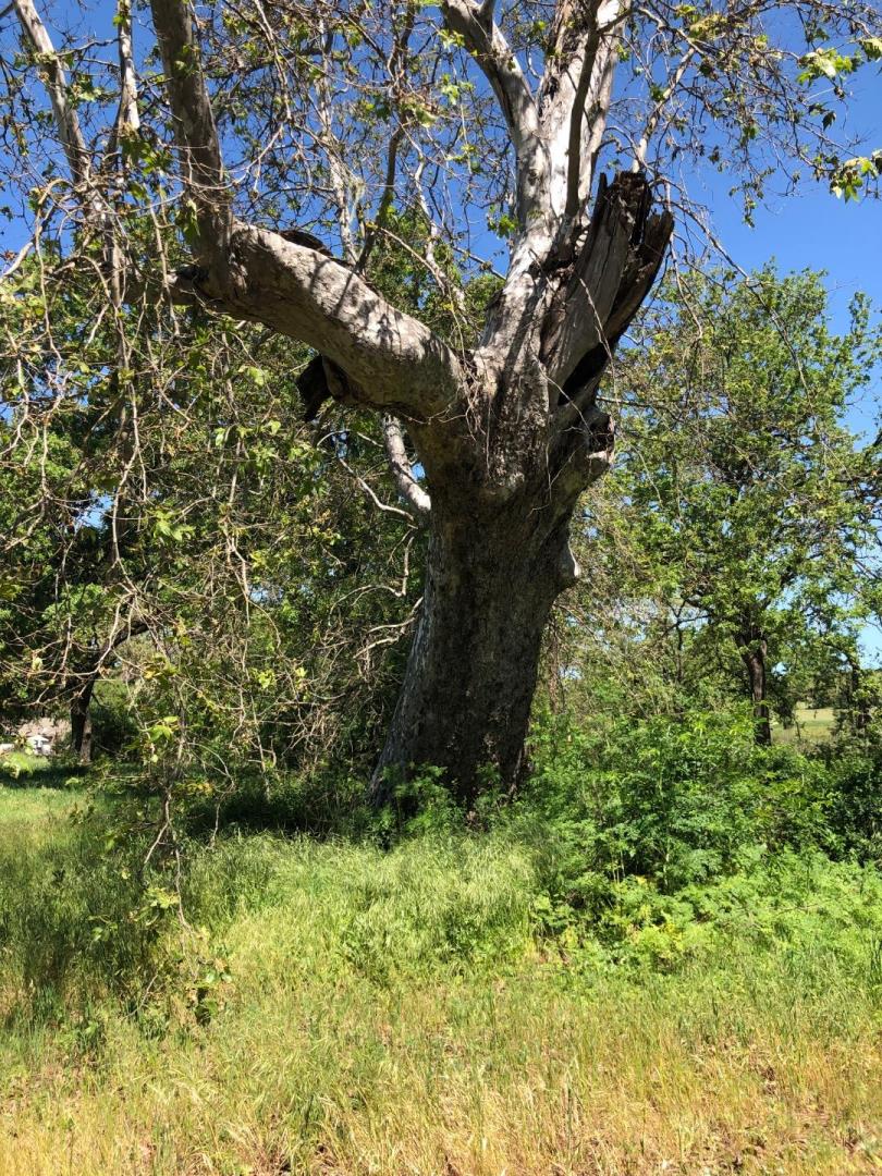 8165 Burchell Road Gilroy, CA 95020 - Photo 8 of 11 a view of a tree in a garden