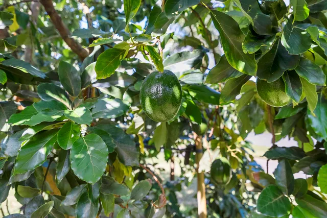 $1,200,000 | 4528 Southwest Fenwick Lane, Palm City, FL 34990