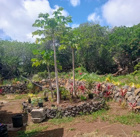 a view of a garden with plants and large trees