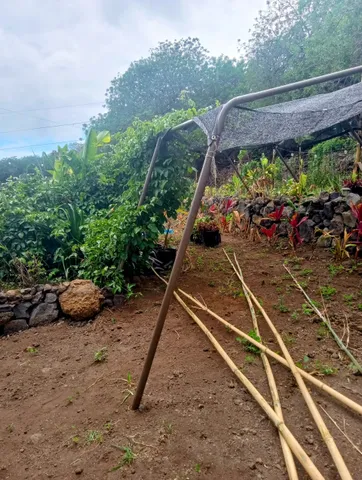 a view of a backyard with plants and a wooden fence