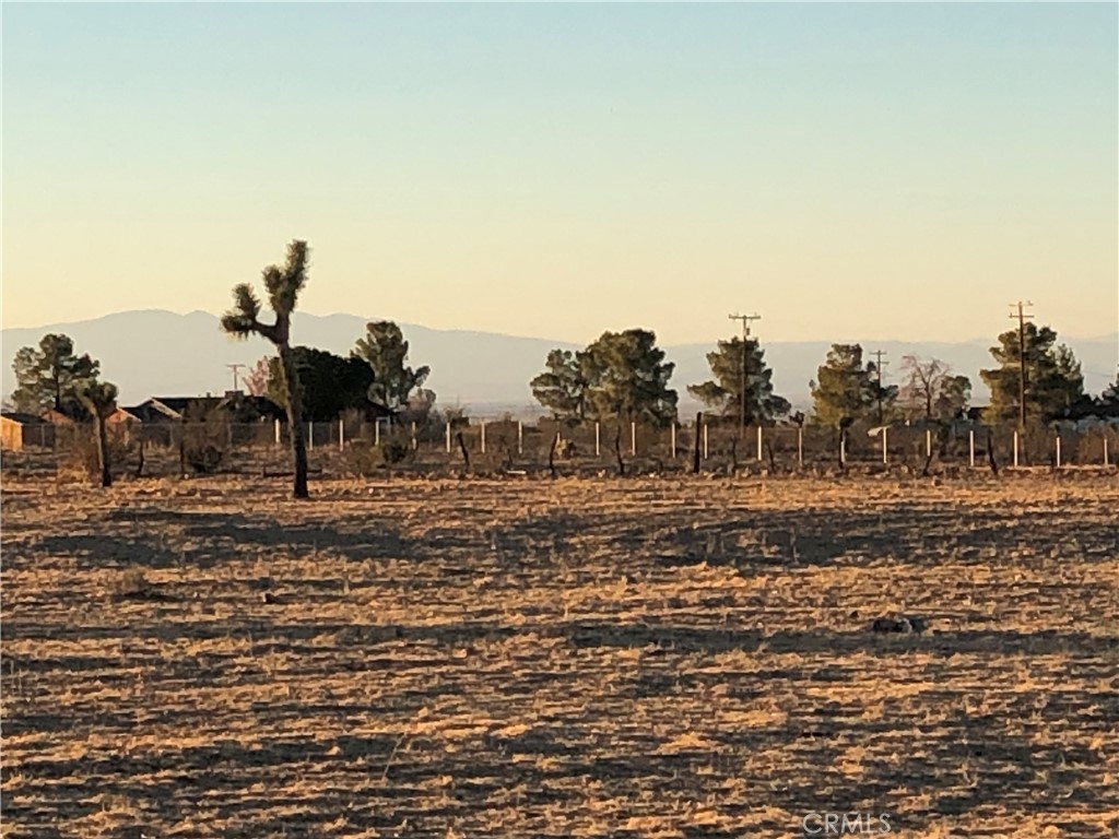 175 Cor Avenue Llano, CA 93544 - Photo 5 of 11 a view of a dry yard with trees