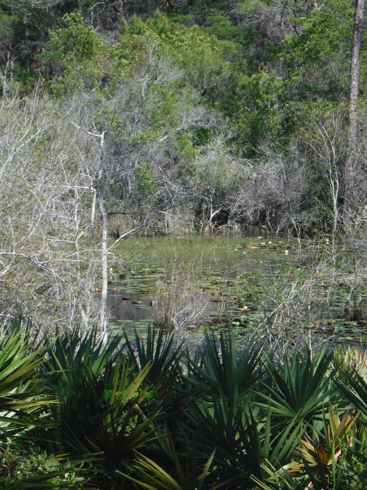 62 Nickajack South Santa Rosa Beach, FL 32459 - Photo 58 of 93 Gallery Image 58