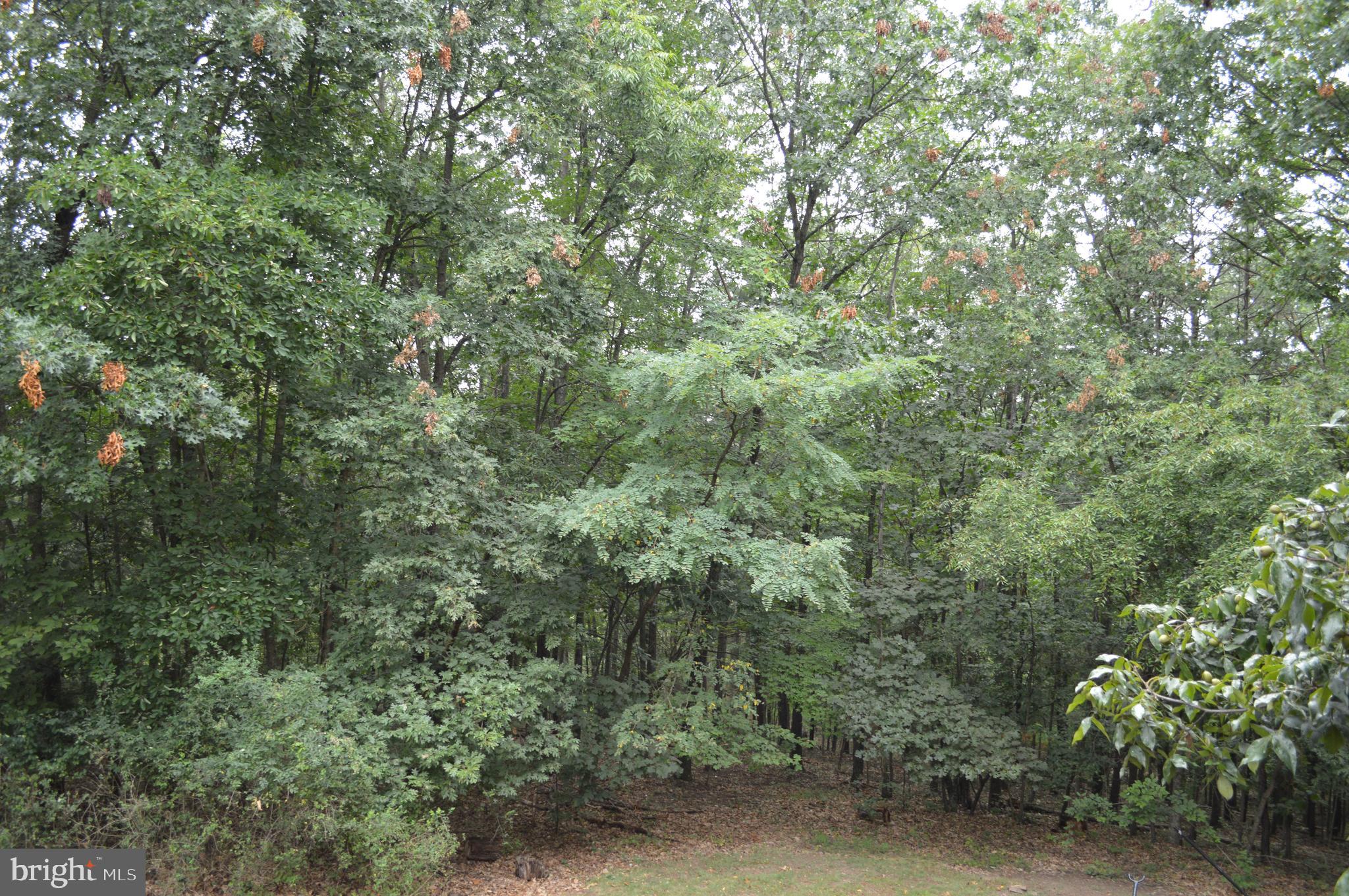 3775 Pious Ridge Road Berkeley Springs, WV 25411 - Photo 41 of 45 Enjoy Mother Nature
