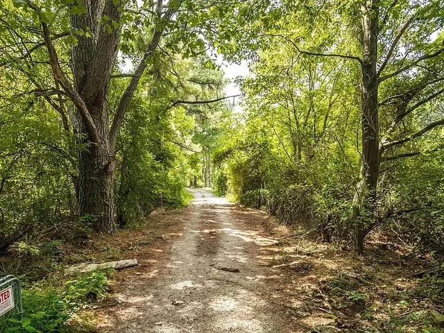 a view of a yard with plants and large trees