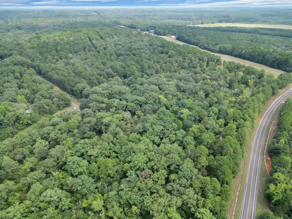 a view of a forest with a street