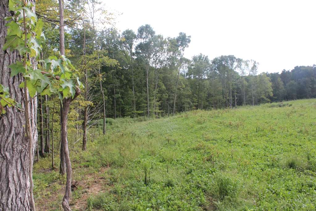 0 Poe Hill Road Elkton, KY 42220 - Photo 11 of 20 Gallery Image 11