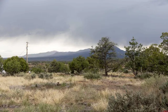a view of a dry yard with trees