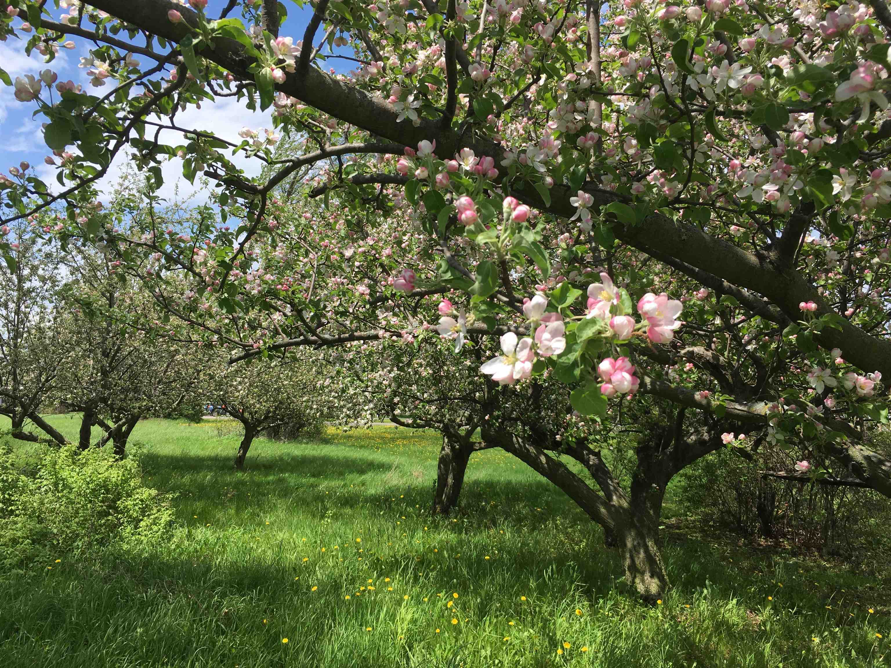 5018 Highway 22A Addison, VT 05491 - Photo 40 of 53