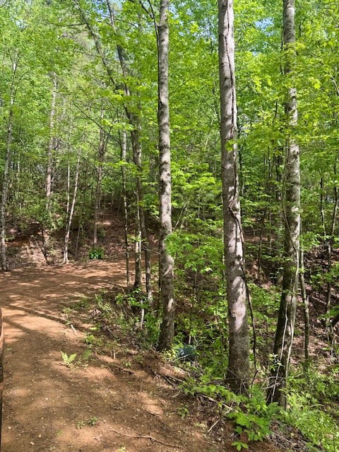 0 Tyler Lane Marble, NC 28905 - Photo 5 of 31