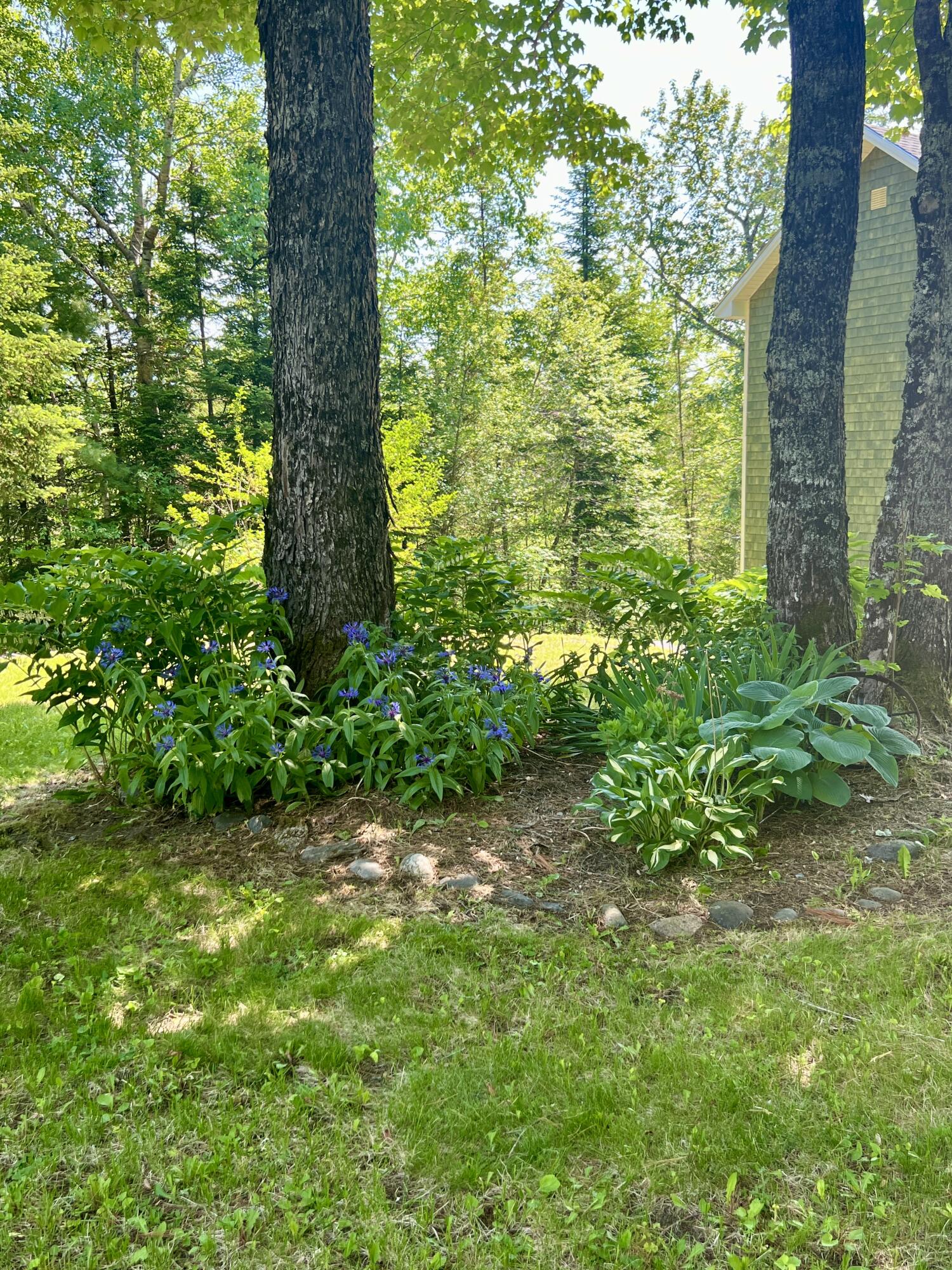 469 Spring Bridge Road Greenbush, ME 04418 - Photo 86 of 97 IMG_9344