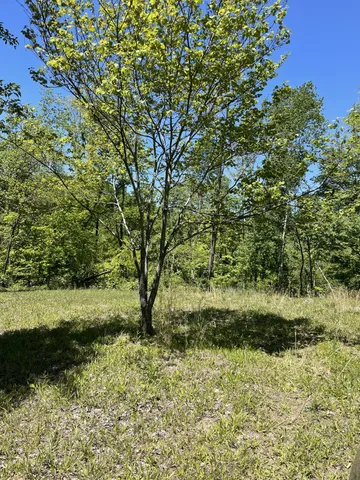 a view of a yard with a tree