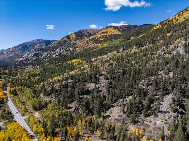 a view of a large tree