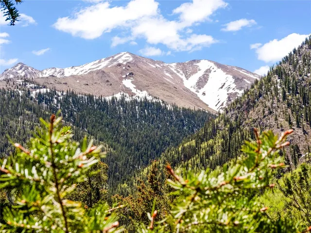 a view of a garden with an tree
