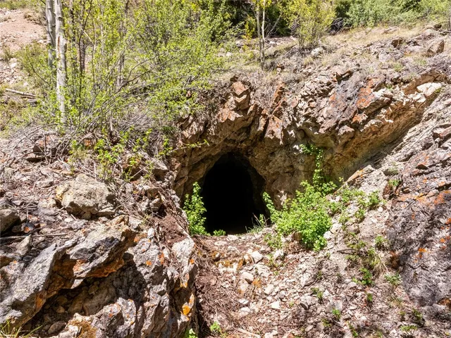a close up of a plant in a garden