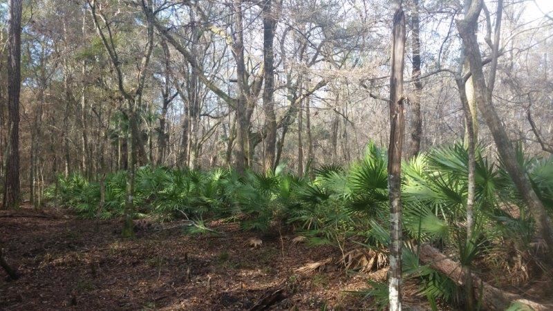0 Hwy 98 Perry Perry, FL 32347 - Photo 1 of 6
