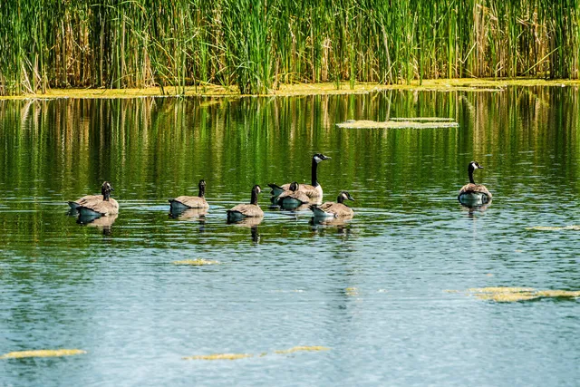 $1,600,000 | Dundee Cove, Sheridan, WY 82801