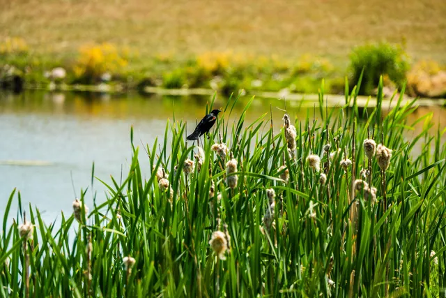 $1,600,000 | Dundee Cove, Sheridan, WY 82801