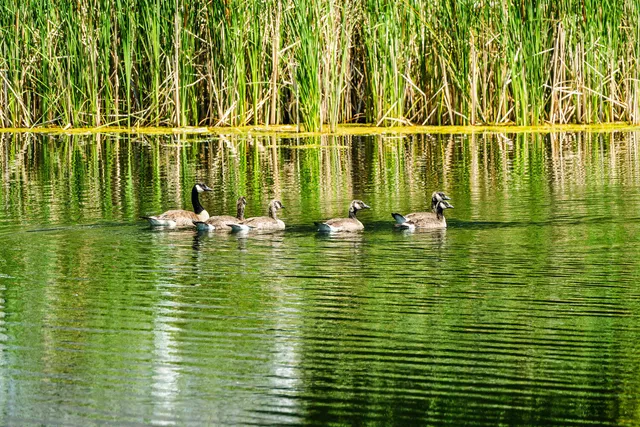 $1,600,000 | Dundee Cove, Sheridan, WY 82801