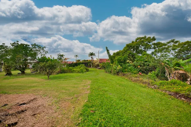 a view of a big yard with plants and large trees